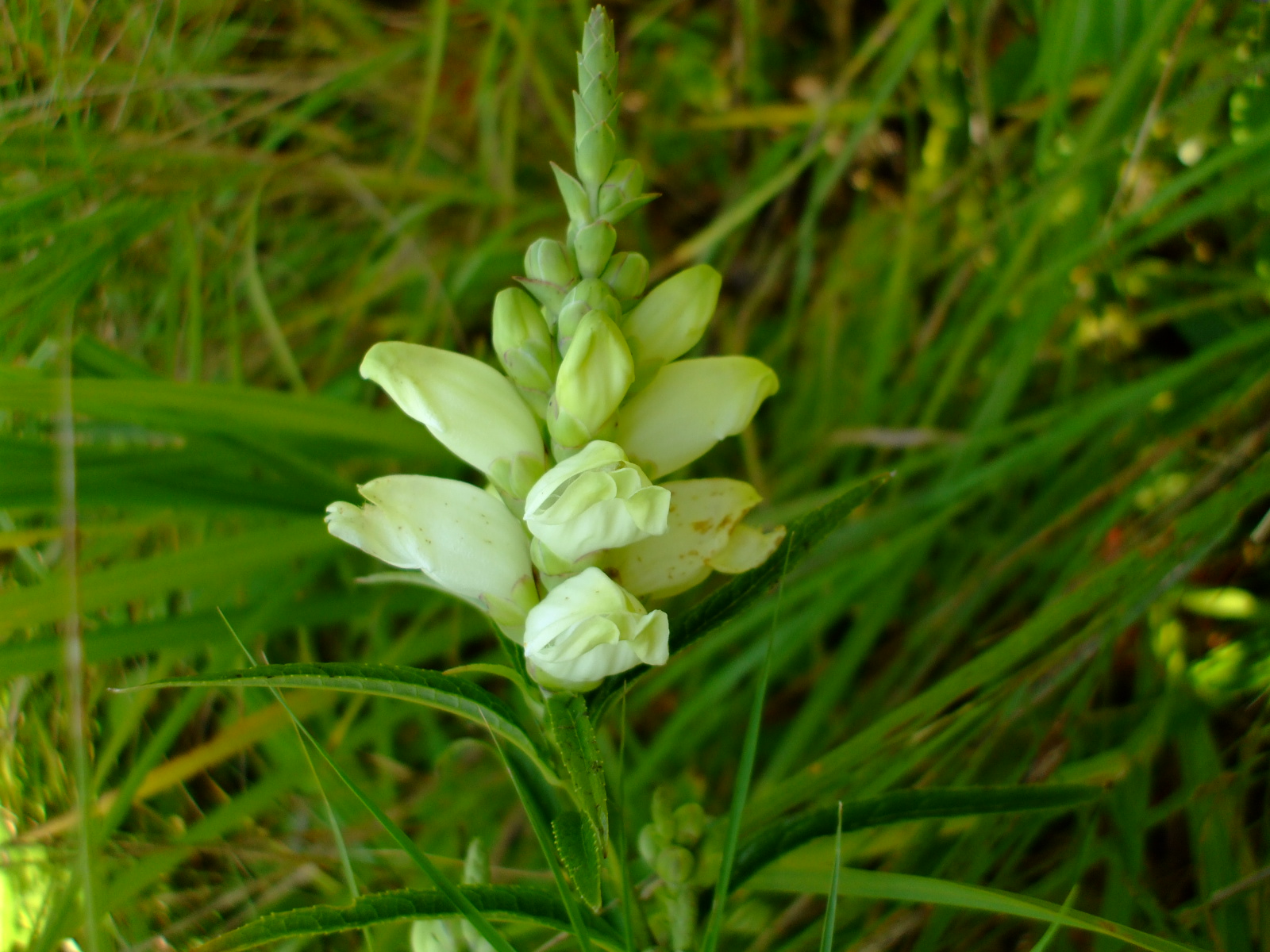 Chelone glabra